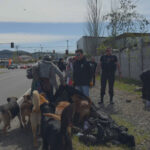 Seguridad Pública en San Javier retira ruco desde calle El Canelo tras denuncias de vecinos